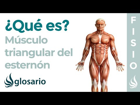 Vídeo: Quina és l'acció del múscul triangular?