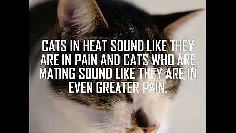 Do cats always make noise when mating?