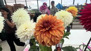Flower Bloom 