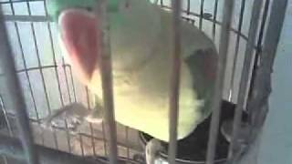 Parrot Saying ALLAH.SubhanALLAH