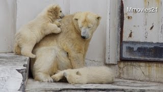 のんびり過ごすホッキョクグマ親子