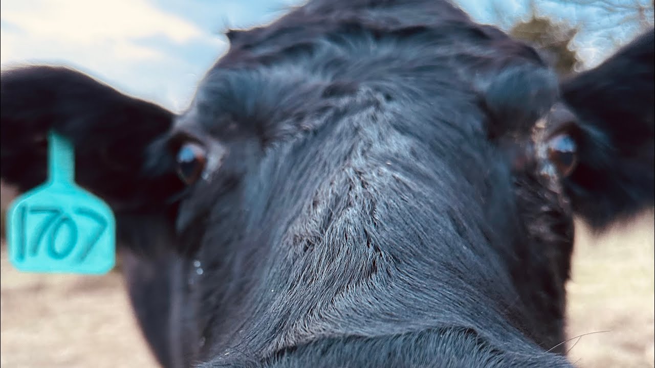 We bought some bred cows, and sold some bulls! 