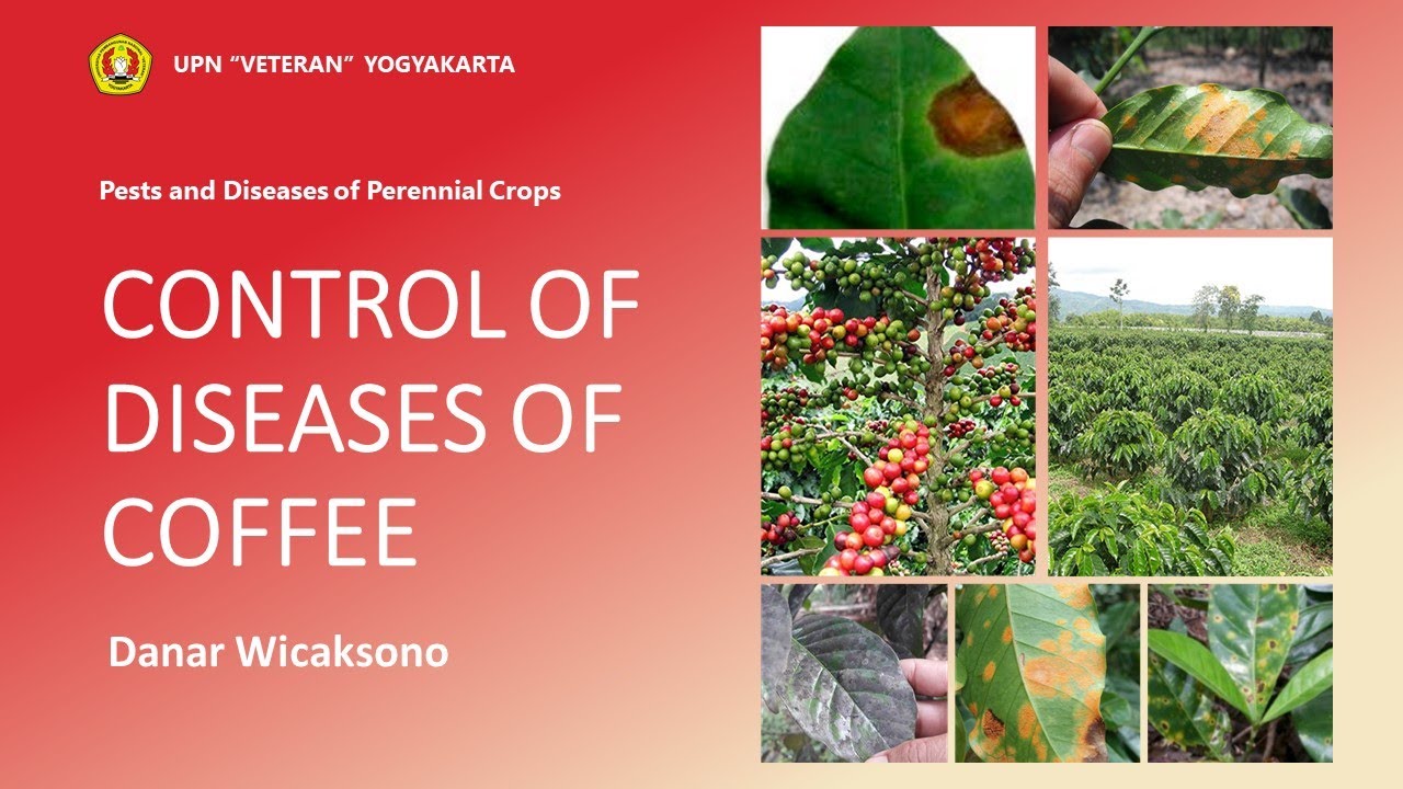 CONTROL OF DISEASES OF COFFEE YouTube
