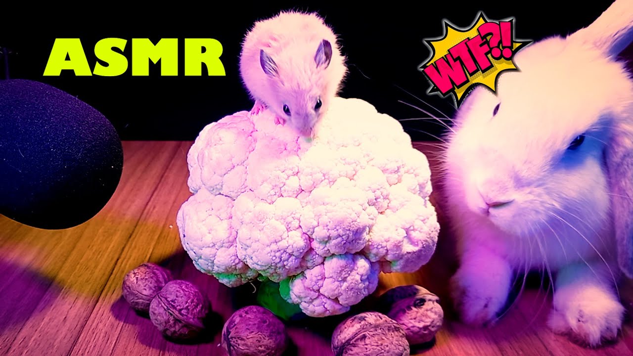 Rabbit And Hamster Eating Walnuts And Cauliflower ASMR animals YouTube