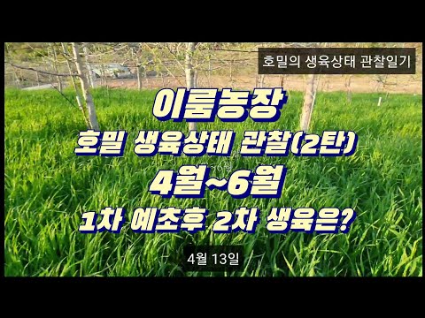 이룸농장 - 호밀 생육상태 관찰일기(2), 땅심 기르는 호밀, 1차 예초후 2차 생장은 어느정도나 되나?