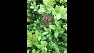 Spiders nest explodes!