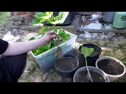 Hydrangea propagation easy large plants great roots