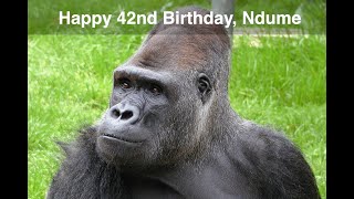 Happy 42nd Birthday, Ndume (2023)