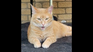 Thumbnail of OMG! Cute Kitty Cat Singing Lovely Songs #shorts #Cats #kitten #singingcat #cute #viralcat #viral