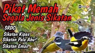 Pikat Penakluk Segala Jenis Burung Sikatan,SRDC,Sikatan Kampung,Dll