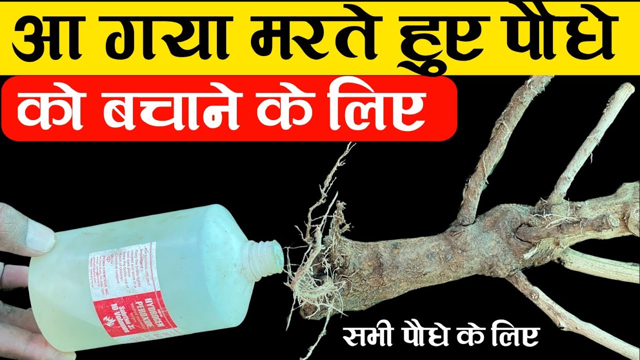 आ गया मरते हुए पौधे को बचाने के लिए | पौधे में जड़ गलन तना गलन भी खत्म | Hydrogen Peroxide for Plant