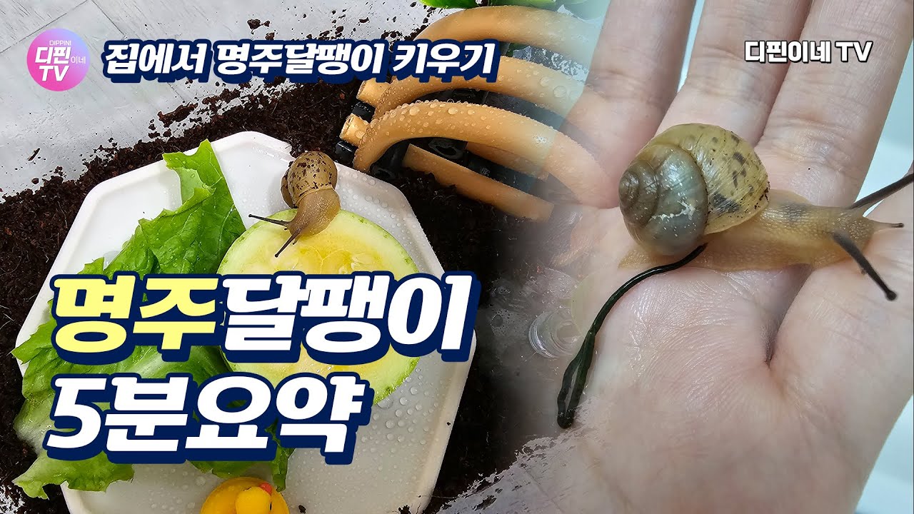 명주달팽이 키우기 🐌 2년일생 5분요약 달팽이 먹이 버로우 건강 - YouTube