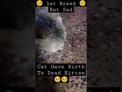 🥺🐱 Cat Gave Birth To Premature Kitten 🐱🥺 // First Breed But Sad // 🥺🥺 Oh My God !! 🥺🥺 #shorts