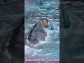 ララと相思相愛♥ #Shorts #鴨川シーワールド #シャチ #kamogawaseaworld #orca #killerwhale