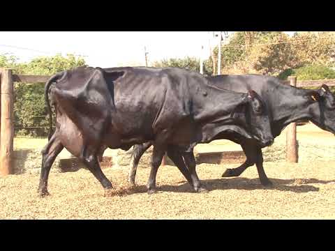 LOTE 17   24  27   2º LEILÃO VIRTUAL DA FAZENDA SANTO AMARO   DIA 28 DE AGOSTO   14HS REMATEWEB PLUS