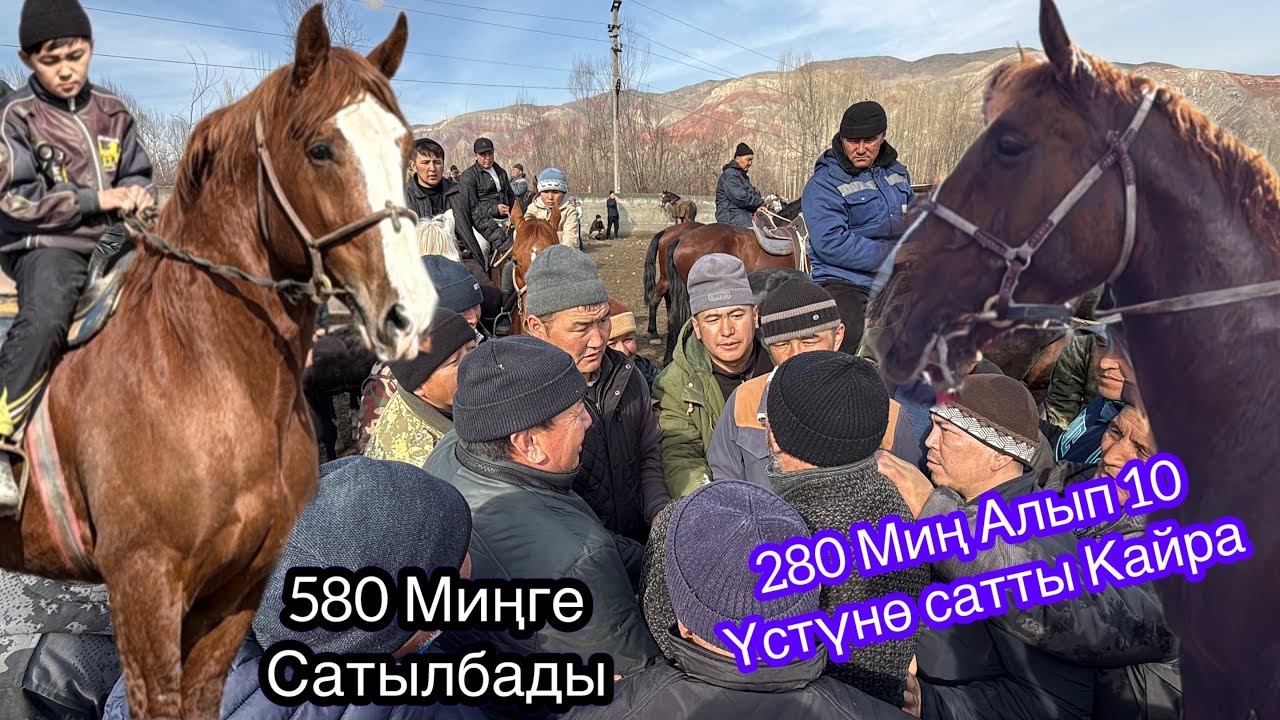 НООКАТ ЖЫЛКЫ БАЗАРЫ   @argymak97 15 февраль  2026  Жыл 