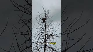 Penyelamatan Kucing Paling Mendebarkan Sepanjang Masa!!! #shorts #catlovers