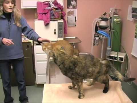 Conway Animal Shelter