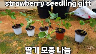 We will give away strawberry seedlings to 5 Korean subscribers.