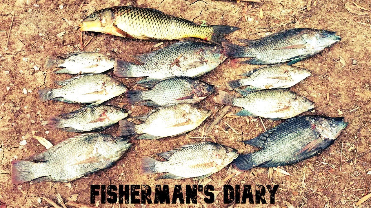 Tilapia And Carp Session In Brisbane Lake Fisherman's Diary Ep 724