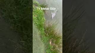 #angel #fish #fishing #niederlande #teich #bigfish #enschede #hobby #mann #deutschland #fry #kids