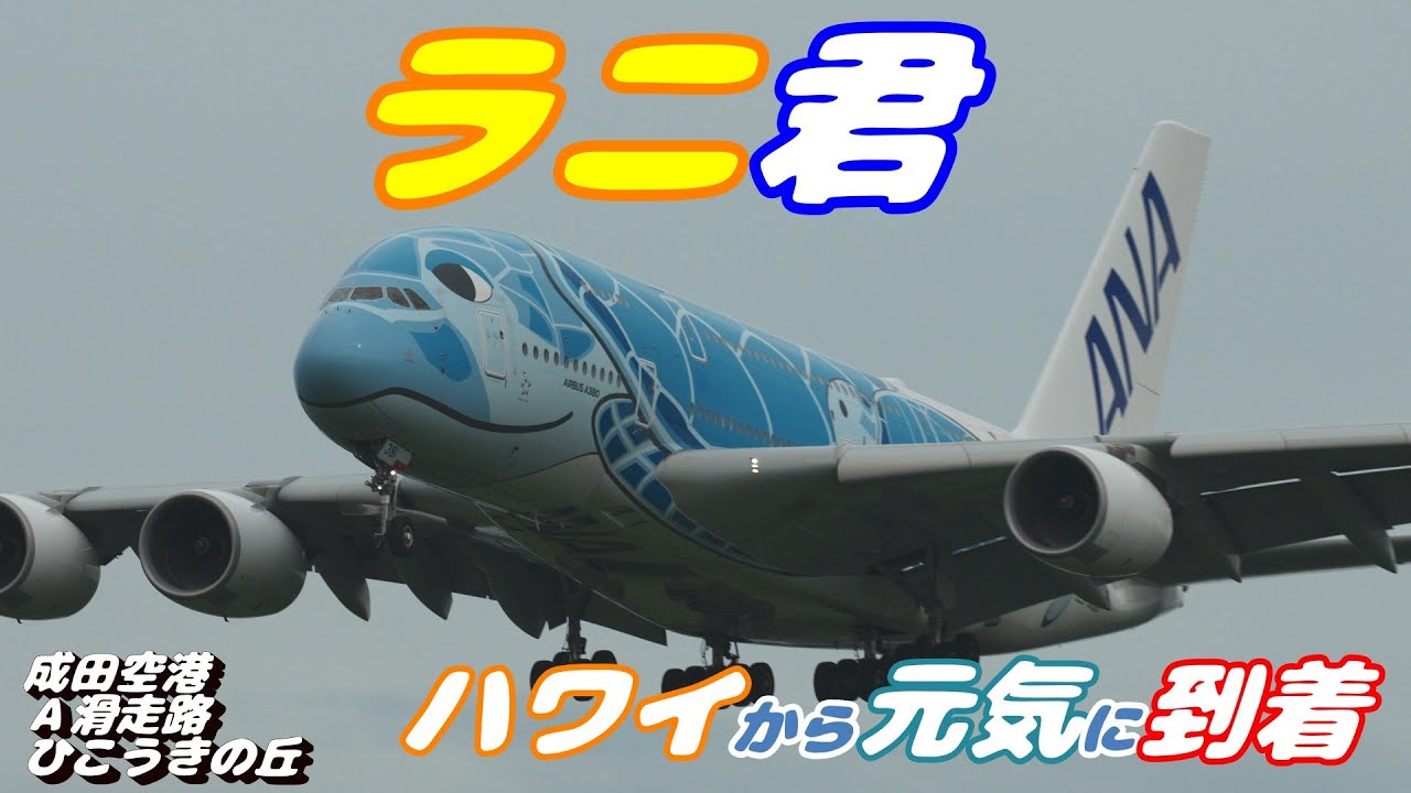 4K】成田空港 さくらの山公園 ANA 超巨大旅客機 フライング ホヌ ラニ