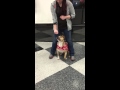 My Apprentice Dog Trainer My Apprentice Dog Trainer