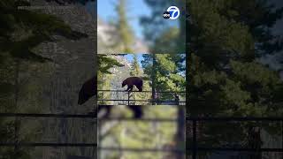 Couple Shocked To See ‘Tightroping’ Bear In Lake Tahoe