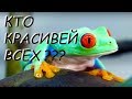 Топ 10 - самые красивые лягушки