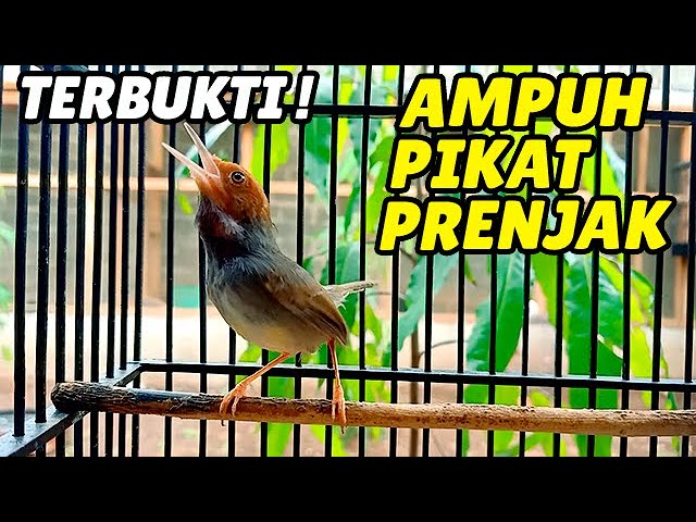 Suara Prenjak Tamu Gacor Memanggil Lawan Cocok Untuk Pikat Durasi 1 JAM class=