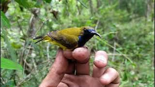 Pikat sogon paling ampuh @HK CHANNEL BURUNG