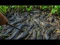 Wow! So Many Catfish & Snakehead Fish Found Under Water Hyacinth 😱