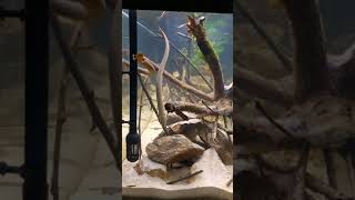 erpetoichthys calabaricus / poissons roseaux