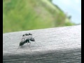 Hgx poudre contre fourmis  autres insectes rampants