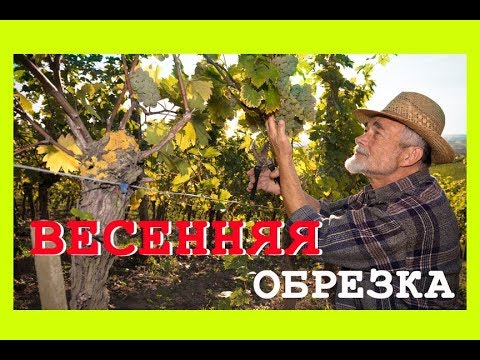 Вопрос: Как правильно провести весеннюю обрезку винограда?