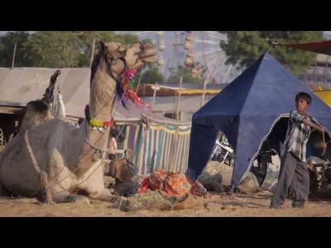 Video: Camel Fair, Pushkar, Indie [pohlednice] - Matador Network