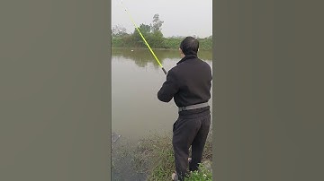 Ba tiêu rô phi khủng   #fishing