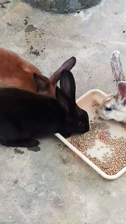 #rabbit never be alone