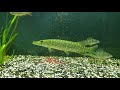 Речные рыбы в аквариуме/Щука 2 месяца в аквариуме