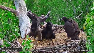 Little Miami Conservancy Bald Eagle 13.05.2024 18:40