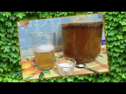 Чайный 🍄 гриб заболел. Почему? Как его вылечить шишками хмеля. (kombucha).