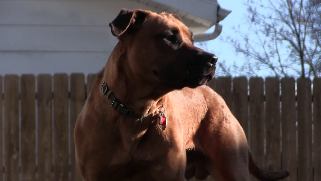 My Dog Murphy (Re-upload Better audio/video)