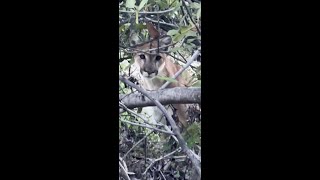 Mountain lion encounter in Orange County! 11/5/21