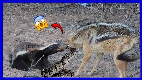 👉 Jackal, Python and Honey Badger: Nature’s Most Unexpected Battle!
