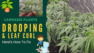 How to fix Droopy Cannabis Plants & Leaf Curl