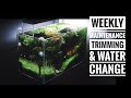 Aquascape maintenance the passionate han kengai trimming  water change