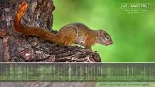 Tree Squirrel Sounds - The calls of a Smith&#39;s Bush Squirrel