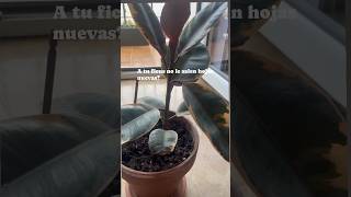 Nuevas hojas ficus🌱 plantita feliz