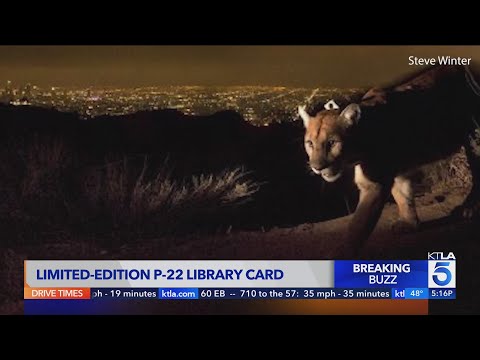 Los Angeles Public Library releases limited-edition P-22 library card