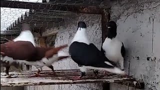 ازواج حمام سيكيات جميع الالوان اي زوج هو الاحلى برأيكم  Birds   pigeons